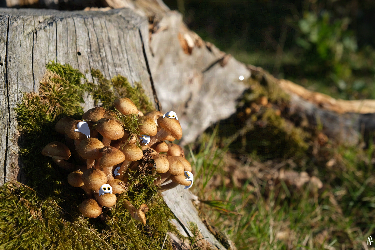 Photo et dessin de petites créatures blanches habitant une grappe de champigons